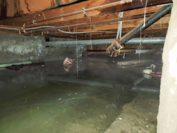 Best Carpet water damage restoration  in Pittsfield, IL